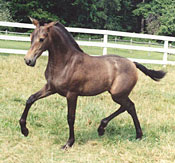 andalusian foal for sale